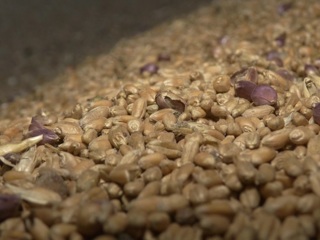 Индия продаст Египту 180 тысяч тонн пшеницы