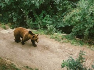В приморском селе на ребенка напал медведь