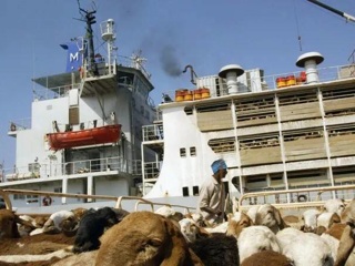 Корабль c 16 тыс. овец затонул в порту Судана на Красном море
