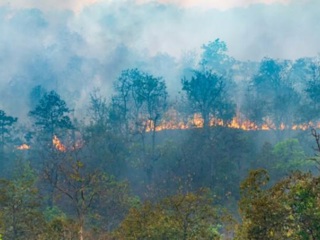 В тюменских лесах установлен высокий уровень пожароопасности