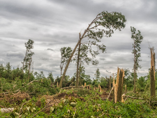 В Чувашии ураганный ветер повалил 157 деревьев