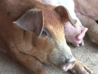 Очаг африканской чумы свиней зафиксировали в Астраханской области