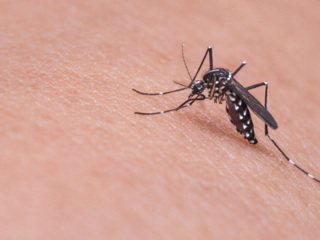 Новое средство отпугивает комаров в течение 8 часов