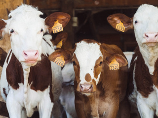Микропластик нашли в пакетах с молоком, в крови и мясе коров