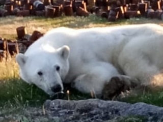 Ветеринары спешат на помощь белому медведю, попавшему в ловушку