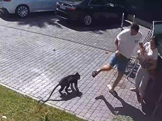 Семья пострадавшей из-за обезьяны девочки приехала из Харькова