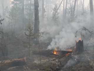 В семи регионах России действует режим ЧС из-за лесных пожаров