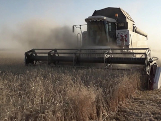 Вывоз зерна с Украины может начаться 1 августа