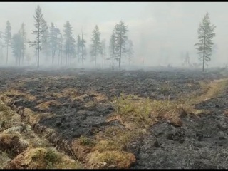 За сутки площадь лесных пожаров в России увеличилась на 15 тысяч гектаров