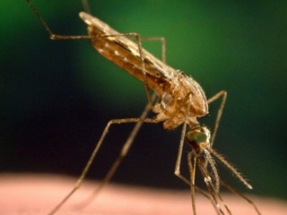 На западе Судана зафиксировано порядка 13 тысяч случаев заражения малярией