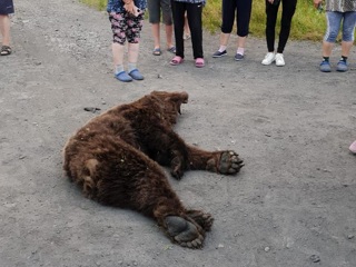 Медведь напал на женщину в якутском селе