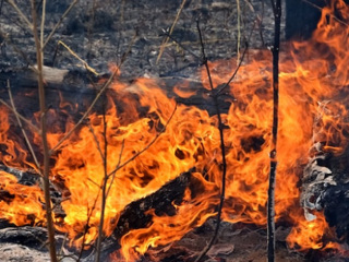 Ситуация с лесными пожарами может ухудшиться в 10 регионах России