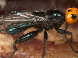 Плотоядные мухи, считавшиеся давно вымершими, объявились во Франции