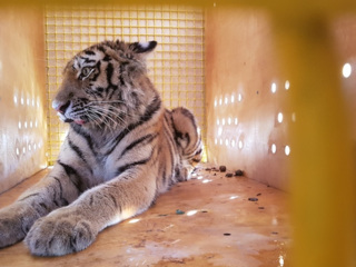 Раненая тигрица из Приморья переехала жить в Подмосковье