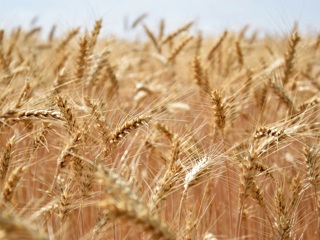 Россия закупила четверть зерна в интервенционный фонд