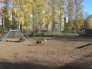 Гранату нашли на собачьей площадке на севере Москвы