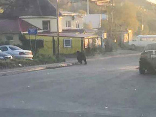 Молодой медведь объявился на улицах столицы Камчатки