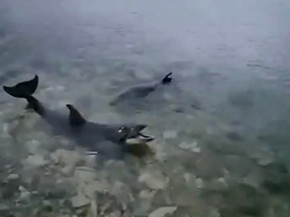 В Черном море ищут четырех афалин, выброшенных хозяином дельфинария