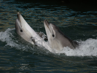 К поискам дельфинов в Севастополе подключились волонтеры