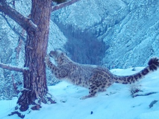 Камера запечатлела самку снежного барса с тремя резвящимися котятами
