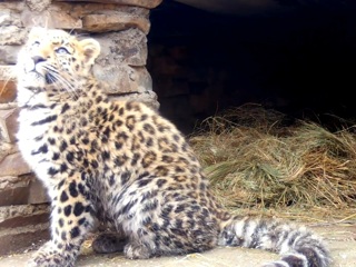 В Приморье спасенного котенка леопарда поместили в новый вольер