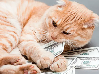 "Кот на миллион долларов". Сборной Бразилии выставили иск