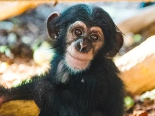 В Швеции застрелили сбежавших из зоопарка шимпанзе