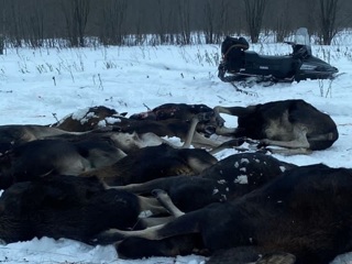 Массовое убийство лосей зафиксировано в Ярославской области