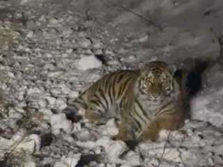 На видео сняли упитанного тигра, резвившегося около трассы в Приморье