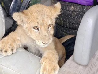 Маленького львенка обнаружили на границе в Брянской области