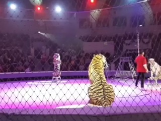 Драка тигриц в цирке Кисловодска попала на видео