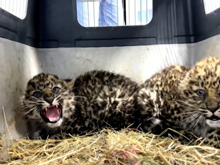 В Приморье спасли полуторамесячных котят леопарда