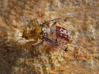 Самки насекомых отрастили пенисы, чтобы воровать у самцов сперму