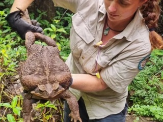 Самая большая в мире тростниковая жаба найдена в Австралии