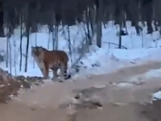 Тигр прогулялся неподалеку от домика лесорубов