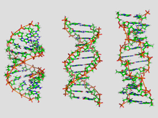 Искусственный интеллект помог в изучении Z-ДНК