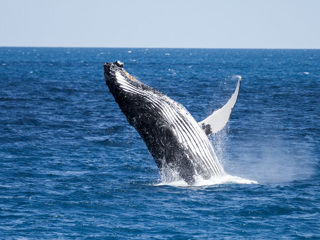 Наше пристрастие к онлайн-покупкам приводит к гибели китов в океане