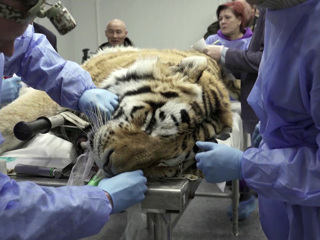 В США пойманы тигры, сбежавшие из сафари-парка во время торнадо