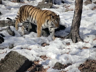 Тигры ввели комендантский час в Хабаровском крае