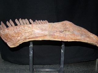 В Китае нашли динозавра с самой длинной шеей