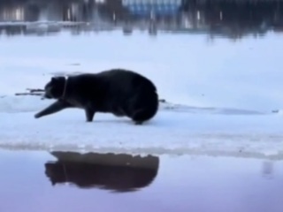 Дрейфовавшего на льдине по Волге кота спасли очевидцы