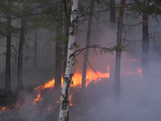 Площадь природных пожаров в России выросла втрое