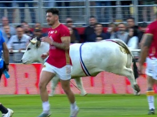 Во Франции бык атаковал регбистов перед матчем