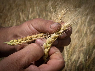 Генсек ООН обеспокоен будущим зерновой сделки