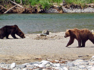 В Магадане ликвидированы нападавшие на людей медведица с медвежонком