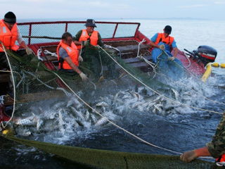 Вылов лососей на Дальнем Востоке вырос на 65%