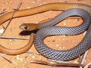 Ученые обнаружили новый вид ядовитых змей