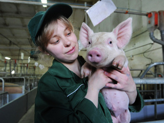 РФ увеличила экспорт свинины на 57%