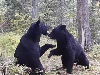 Затяжной поединок молодых медведей попал на видео в Приморье