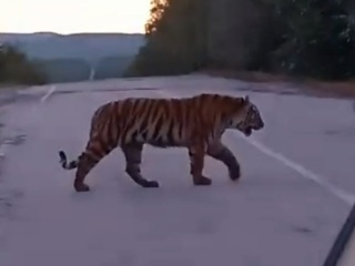 Амурский тигр покрасовался перед автомобилистами в Приморье